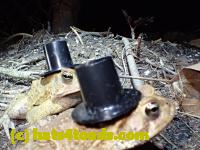 /home//u458753944/public_html/sourcegallery//Roxborough Toad Detour/2013-2019/2016/2016-03-31/P3310706.JPG
